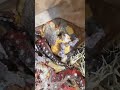 My first youtube video