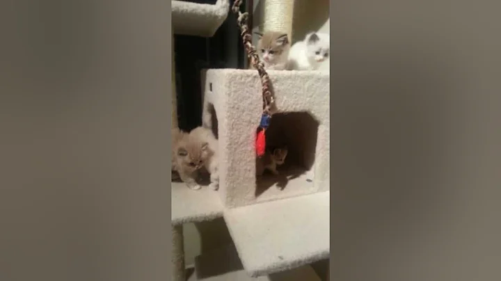 Video 1112851: lynx mink, blue lynx, lynx playing, litter playing