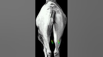 #321 #countdown #countdown2024  3 2 1 countdown 2024 #321shorts #2024