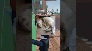 The Dark Truth Behind the Ferret's "War Dance" #shorts #usarantzone #usa #animalknowledge
