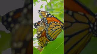 Dos Monarcas Fertilizándose 🦋 #Danaus #Plexippus #Lepidoptero #Monarca #Butterfly #Lepidoptero