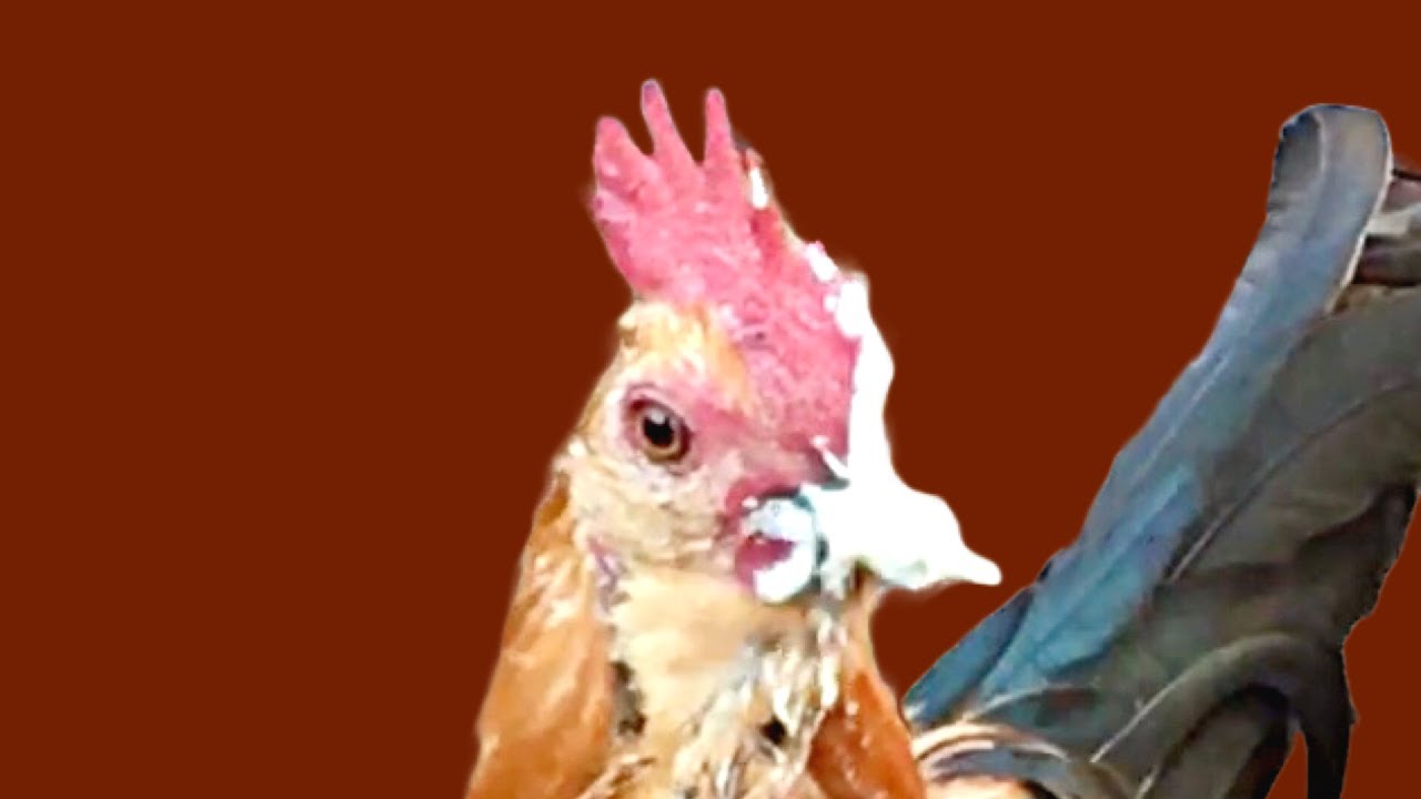 Trained Cross Beak Chicken Eats Treats! Nugget the bantam Mille Fleur