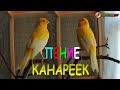 Canary singing. His name is (Fat) Song Canary listen to the voice of the Canary Kenari Gacor Ngeroll