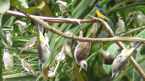 Cacam Tempat Seperti Ini Jadi Gudangnya Burung