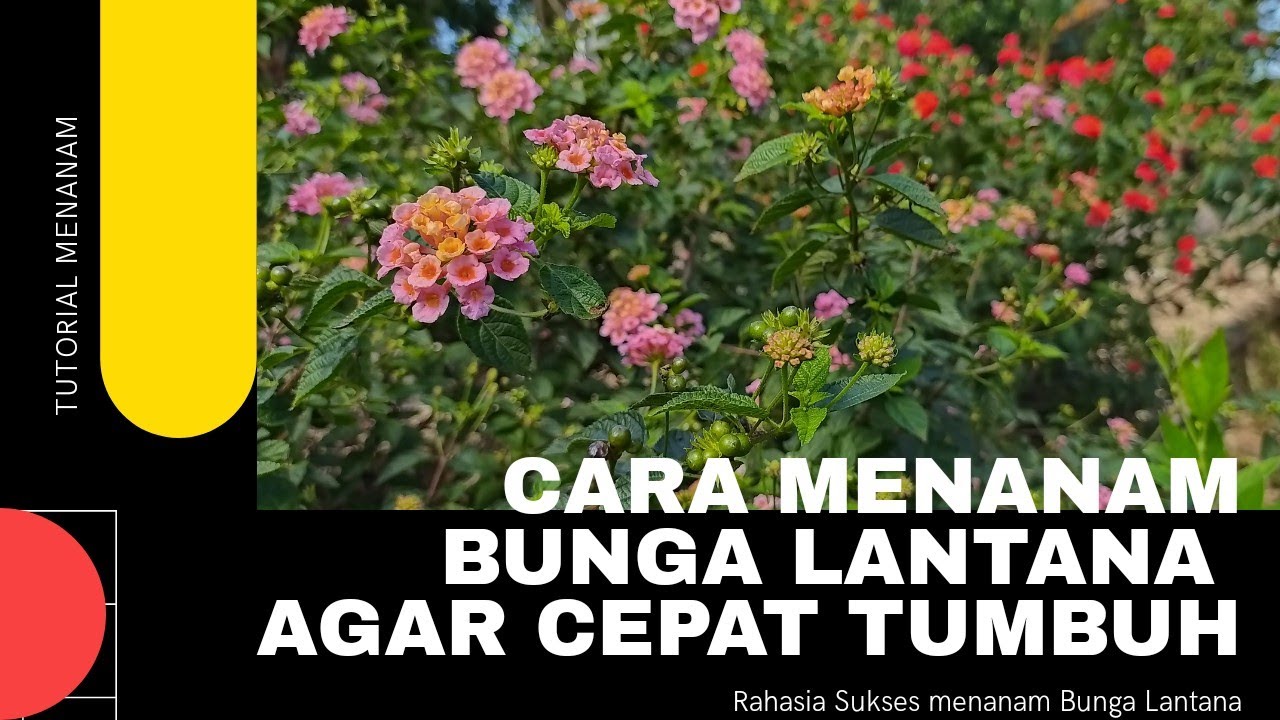 CARA MENANAM BUNGA LANTANA 