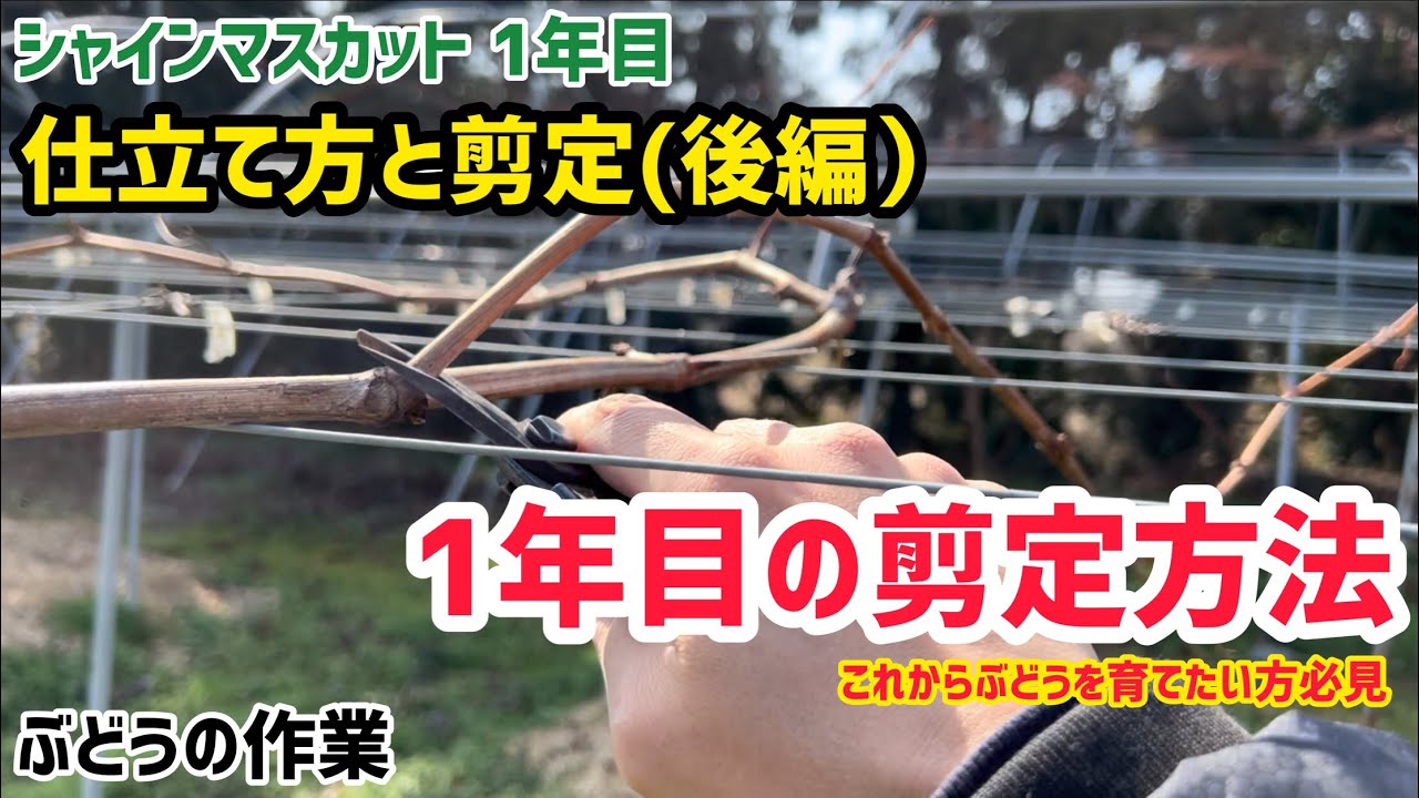 「ぶどうの作業」シャインマスカット仕立て方と剪定②