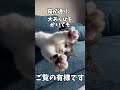 バンザイしたままになった猫#shorts