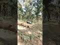 #vtr real peacock 🦚#trending #vtrjungle peacock 🦚#sound #cricket #birds