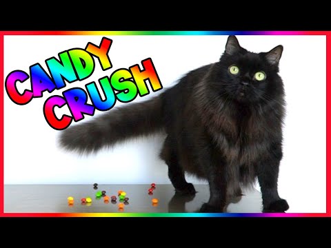 Shorty's CANDY CRASH!