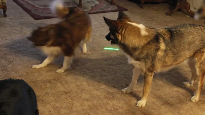 DOGS chasing laser.