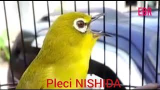 Masteran Pleci NISHIDA Viral Laku 125 Juta Rupiah