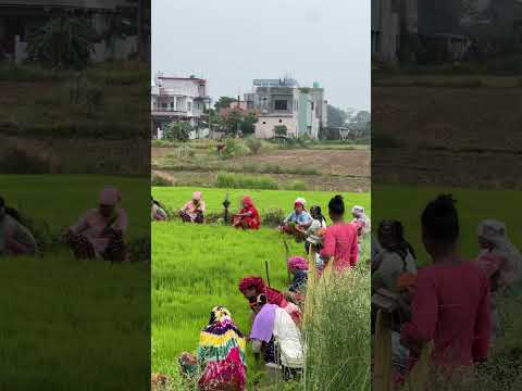 असार लाग्यो ।