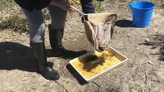 collecting a water sample for water bug ID