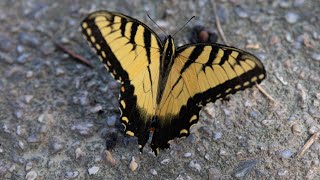 The Sapling Song Cheryl Gendron, Amy Bentley, Sarah Thomas