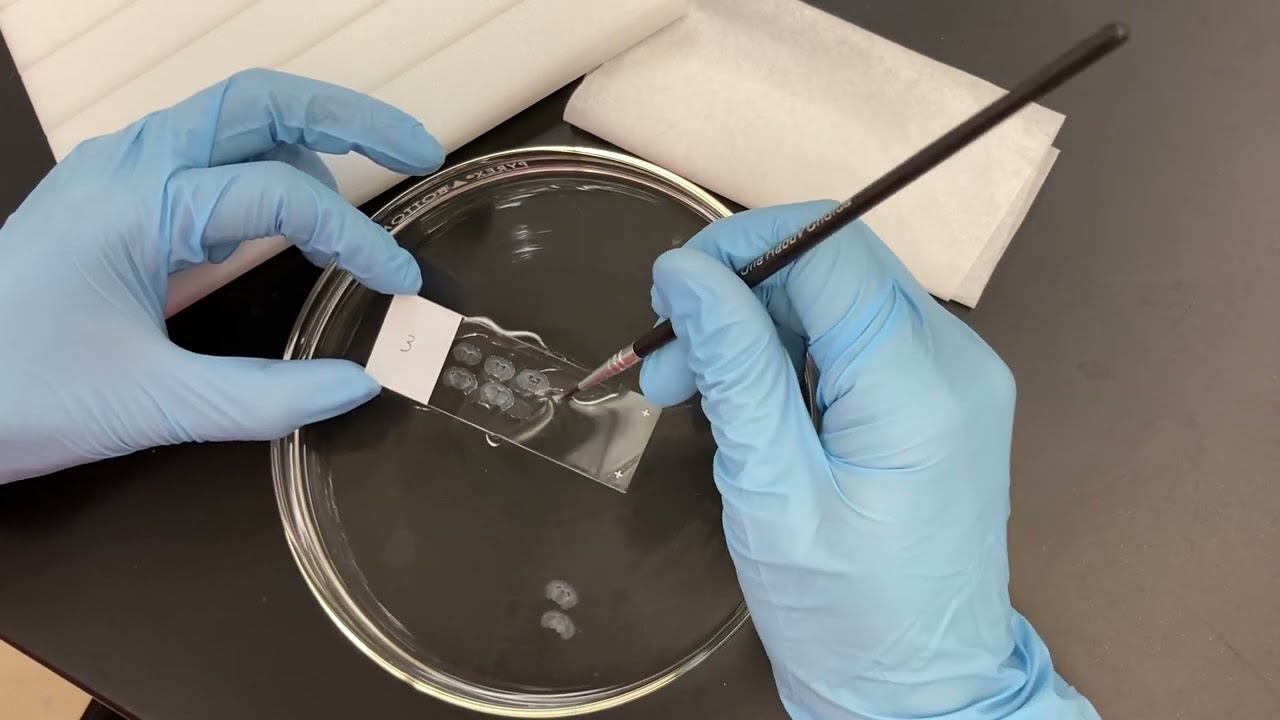 Mount brain sections   full video