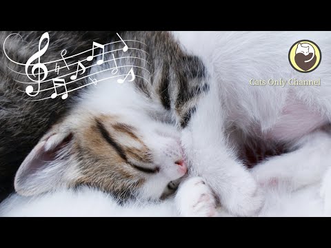 Calming Music to Stressed Cats and Relieve Anxiety / with cat purring sounds