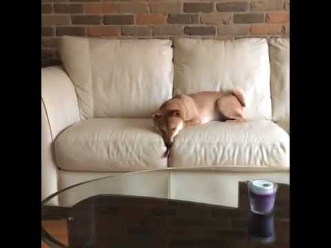 Shiba Licking Couch 1000624 Youtube