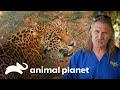 Doutor Jeff esteriliza uma onça no México | Veterinário das Montanhas | Animal Planet Brasil