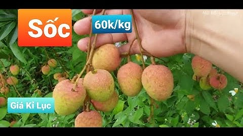 Vải U Hồng Lục Ngạn Lập Giá Đỉnh 60k/kg Chúc Mừng Bà Con Có Vải Bán