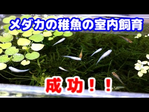 メダカ 我が家のメダカの稚魚室内飼育環境 Youtube