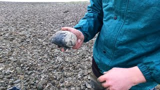 Hunting For Clams on the Oregon Coast (lots of clams!) #clamming, #howtoclam, #outdoors