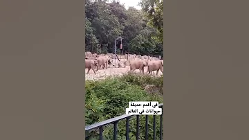 فيلا Shorts فيينا Vienna Animals Zoo النمسا 