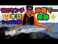 【ショアの夢】トラック並みの引き！シイラを跳ね飛ばす弩級平政がルアーに食いついてきた…