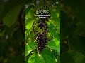 Surah Ar Rahman ❤️ | Powerful Quran Recitation Short#SurahRehman #QuranShorts #IslamicReminder