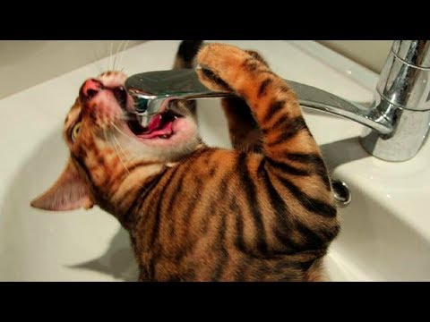 Видео: Невоспалительная миопатия эндокринного происхождения у кошек