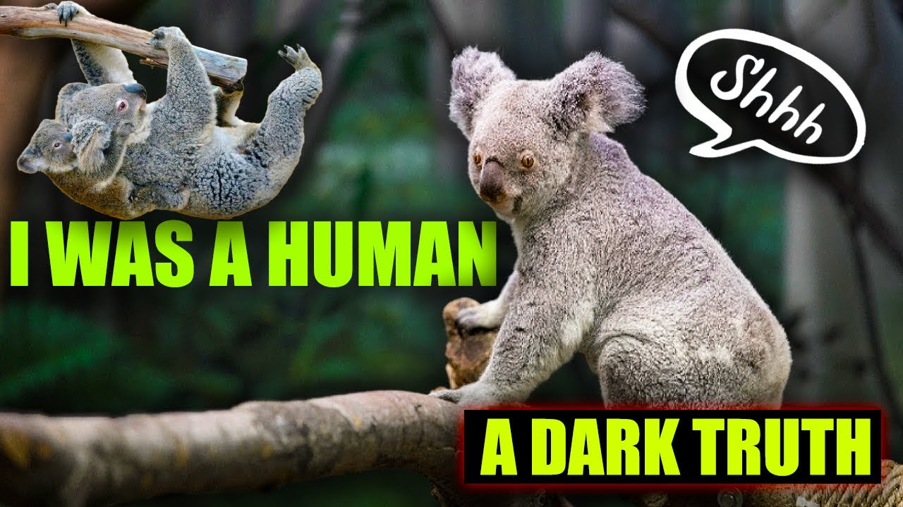 Shocking!!! Koala fingerprints could be used to solve crimes