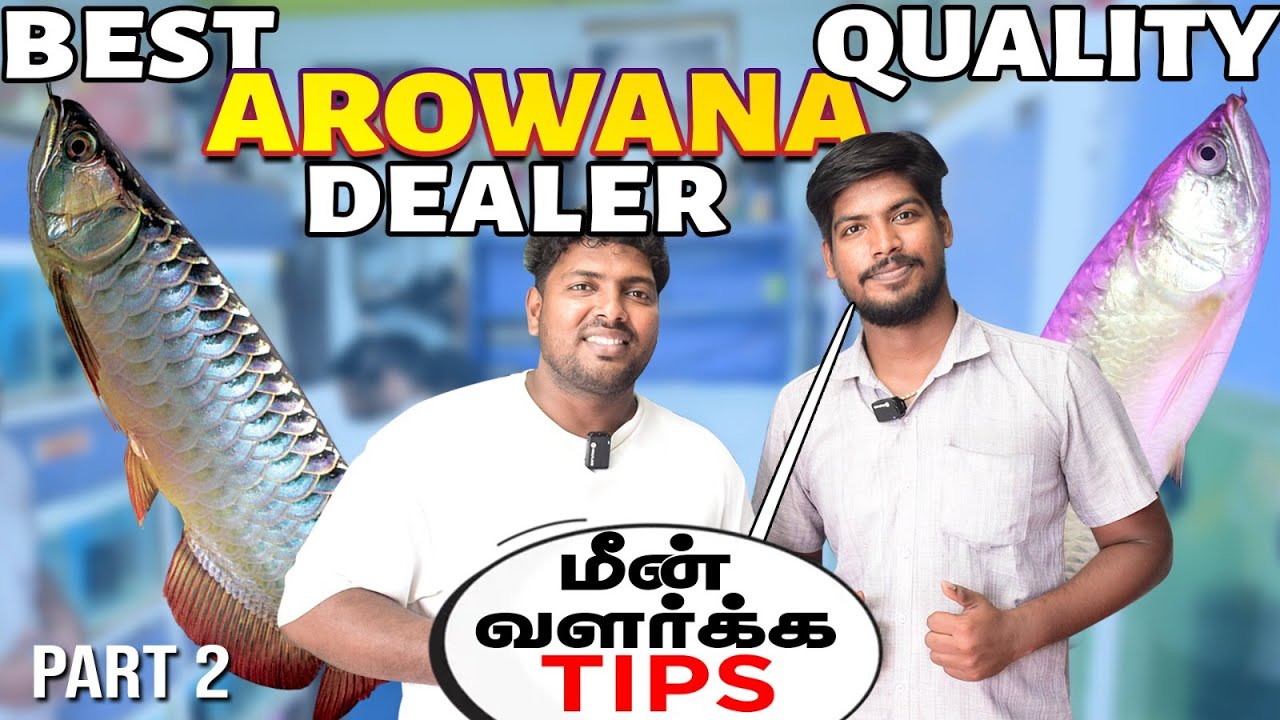 Best Kolathur Aquarium Shop for Giant Fishes | Cheapest Arowana Fish Dealer | Sri Baba Aquarium
