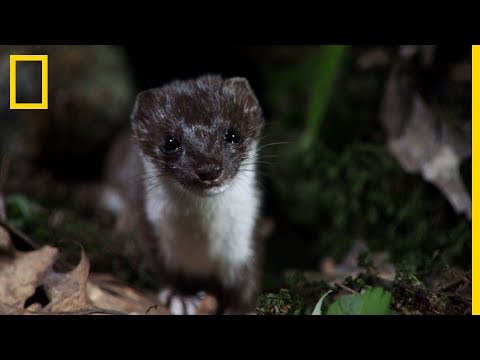 Videó: A menyét vagy a menyét?