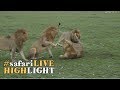 Young lion gets a beating when trying to join a coalition