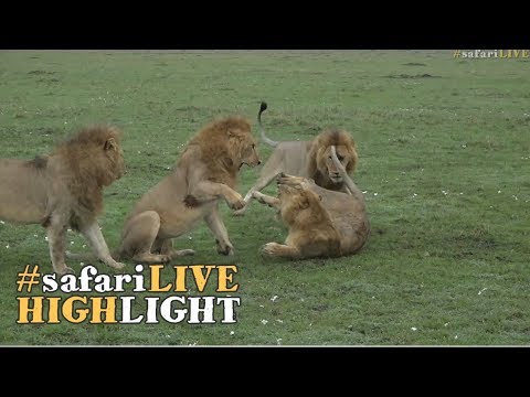 manes club одесса Young lion gets a beating when trying to join a coalition