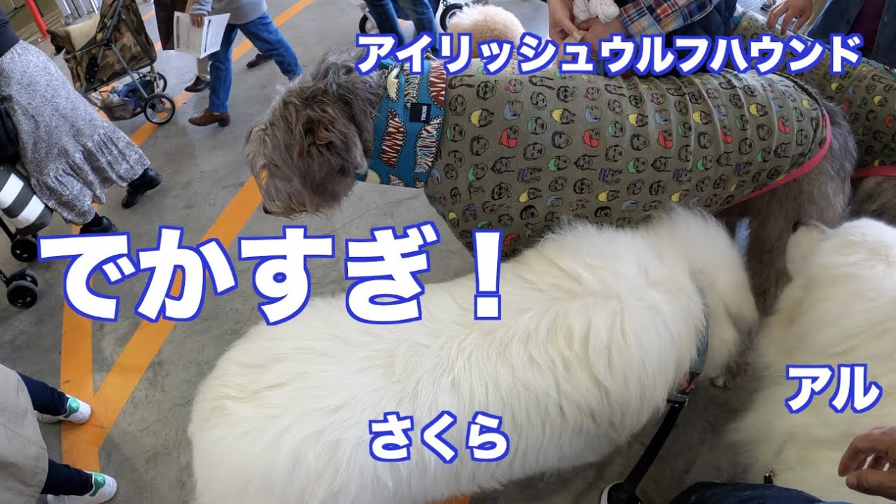 インターペット2021 その②会場内 グレートピレニーズ