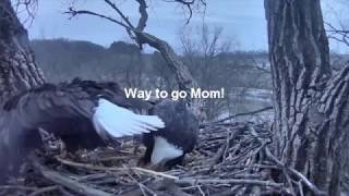 Decorah Eagles~N2B-Evening in the Nest-Mom Steals Some Fish_1.16.19