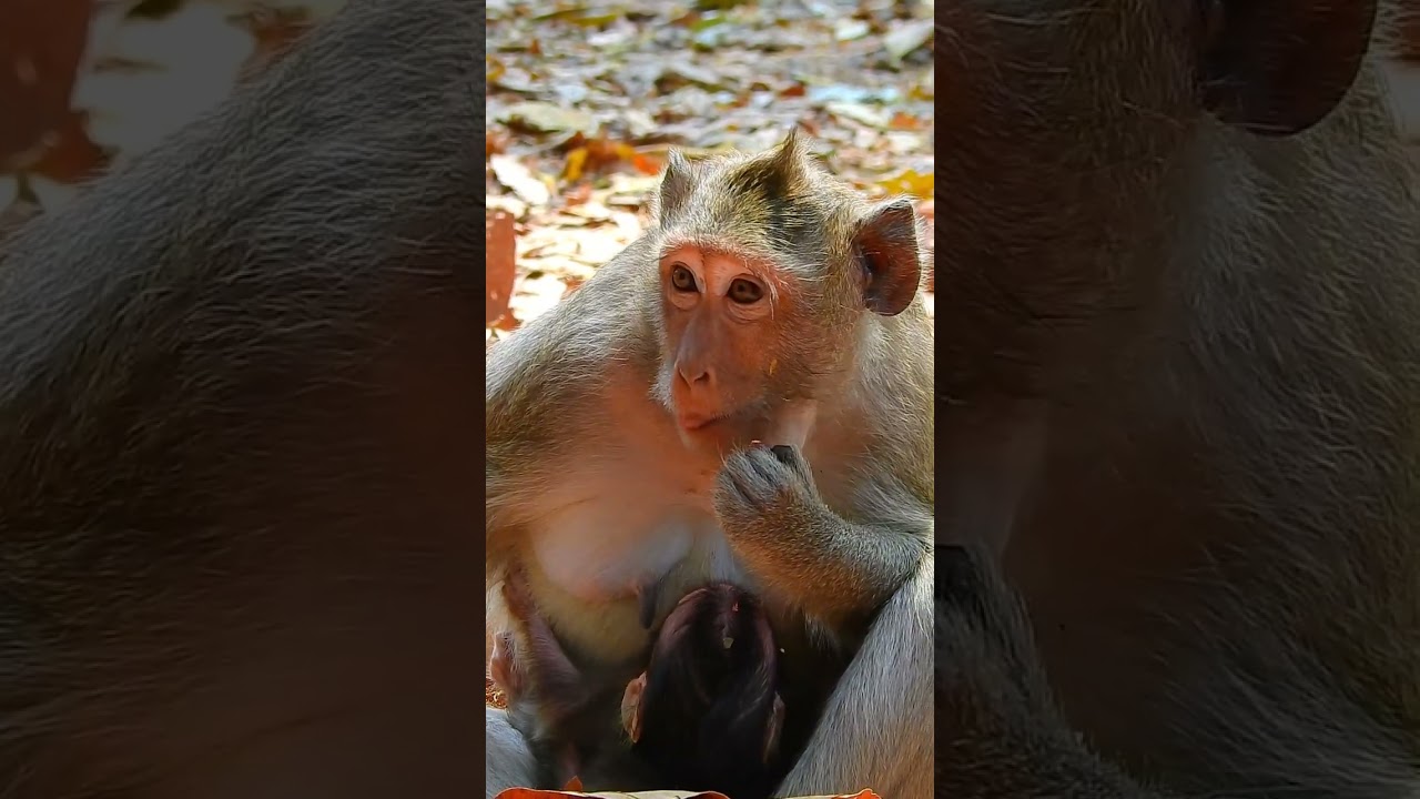 So cute newborn baby, why Julina doing like that! so much lovely newborn baby!