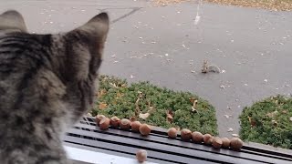 The squirrels meet the cat with the window open