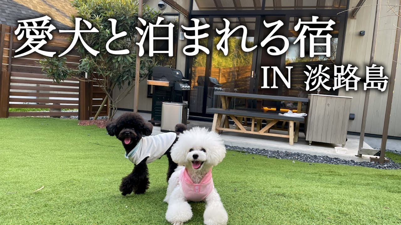 【淡路島Vlog】トイプードルと旅行したら、最高の思い出ができました＜前編＞