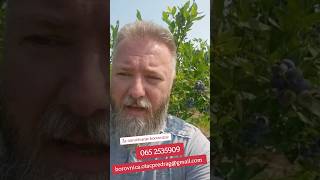 Почиње Берба Боровница