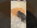 #dogs#dogshorts#dog#dogscats#pet#doglife#doglover#funny