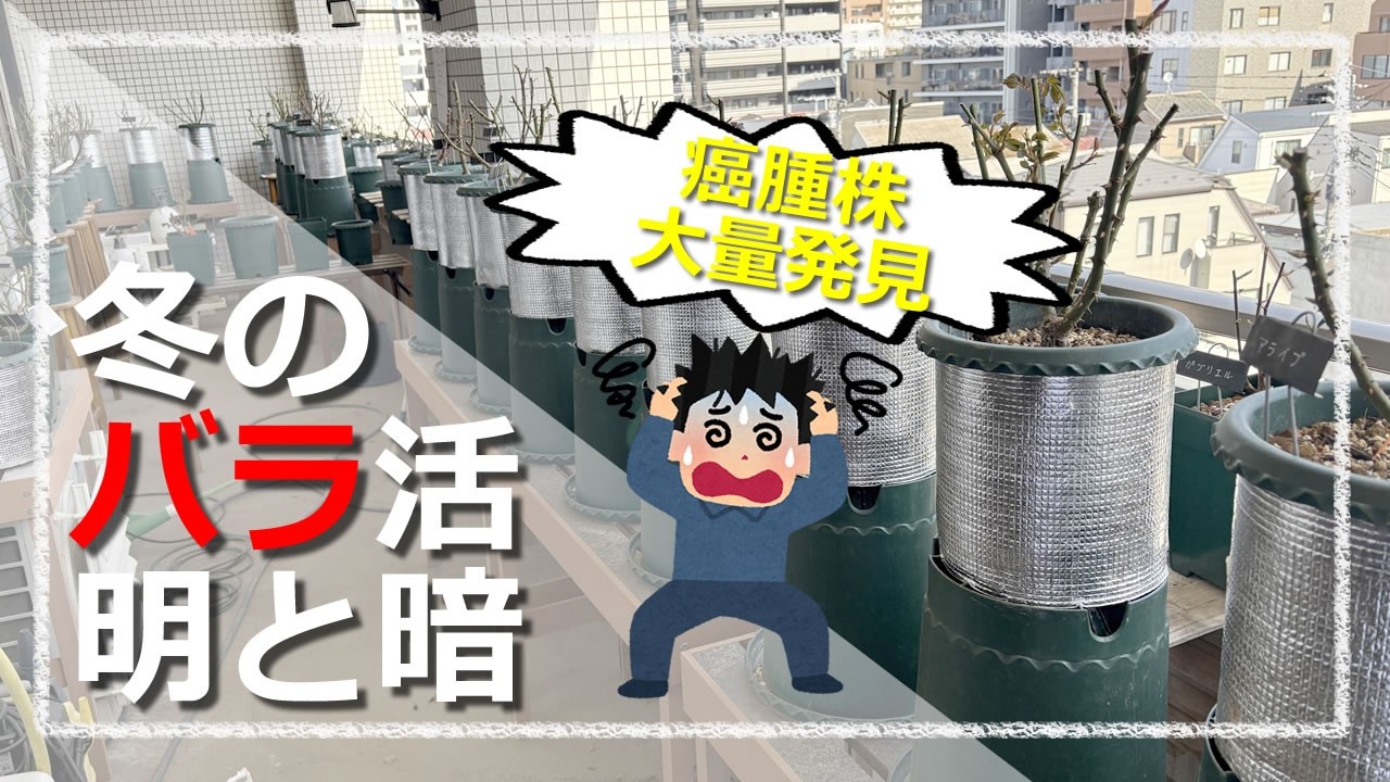 バラの冬作業の明と暗