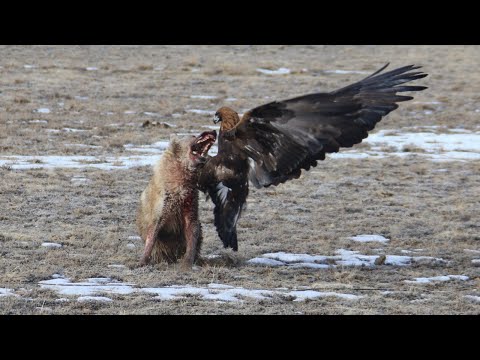 Видео: Быстрый, дерзкий, как пуля резкий - БЕРКУТ В ДЕЛЕ! Орел, который сносит лис, волков и даже оленей!