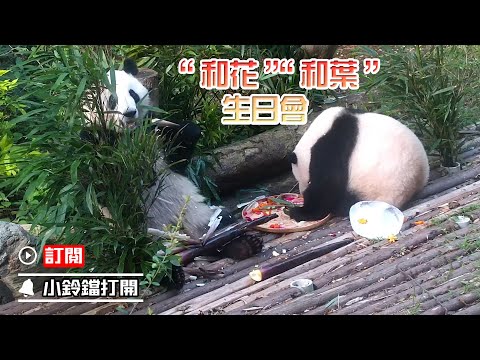 《熊貓播報》2024年“和花”“和葉”生日會 | iPanda熊貓頻道