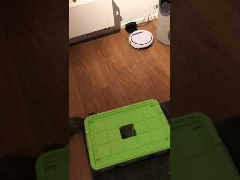 Ferrets vs robot vacuum cleaner