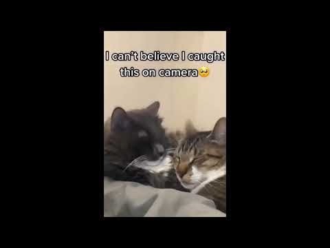 ESSAYER DE NE PAS RIRE SPECIAL CHATS DROLE #15