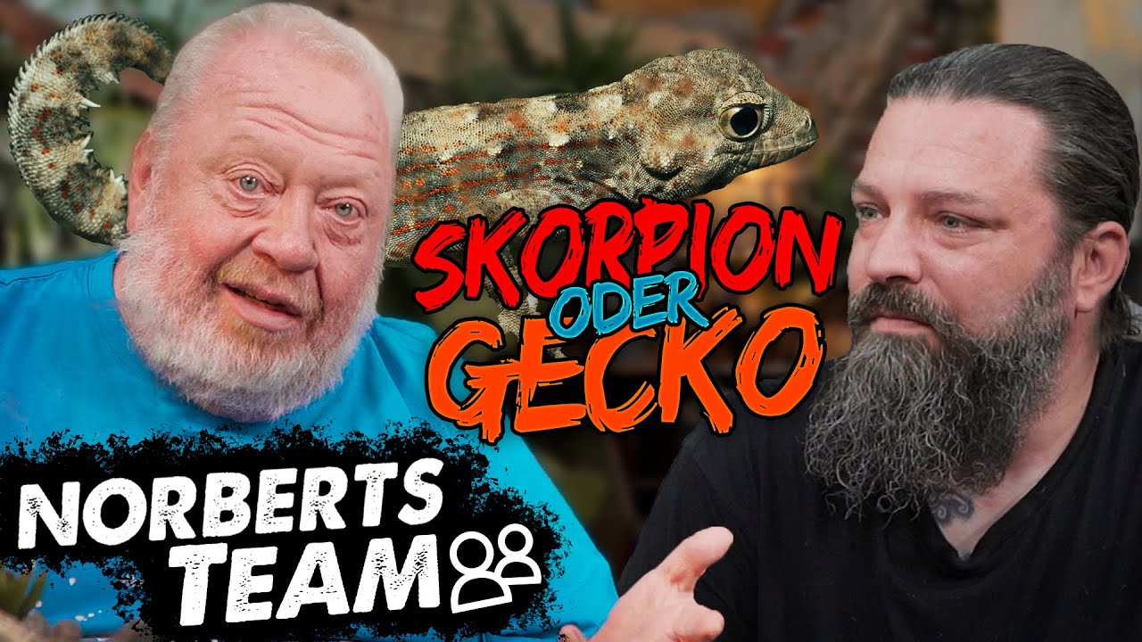 SKORPIONSCHWANZGECKO | NORBERTS TEAM | Zoo Zajac