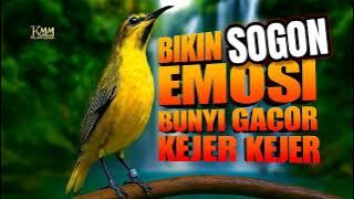 5 DETIK GACOR‼️ Pancingan sogon agar emosi cepat bunyi