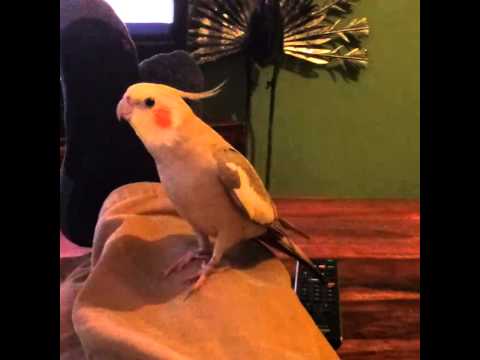 Cockatiel singing game of thrones