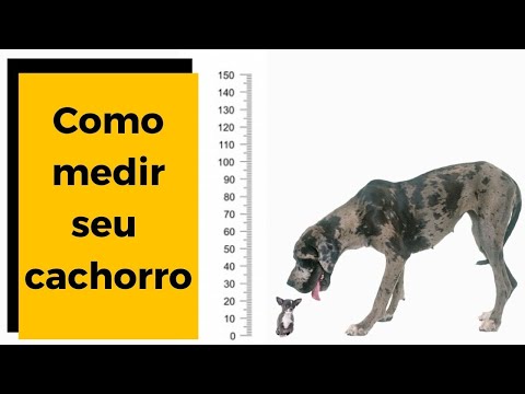 Vídeo: Como Medir Um Cachorro